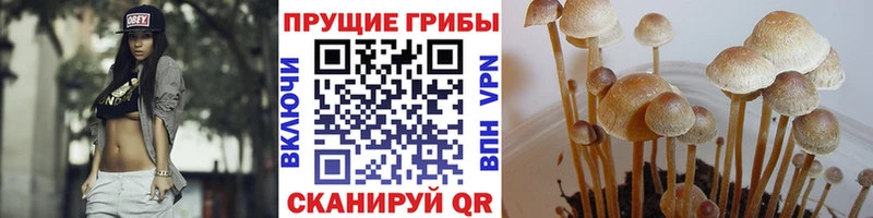 Псилоцибиновые грибы мицелий Карпинск